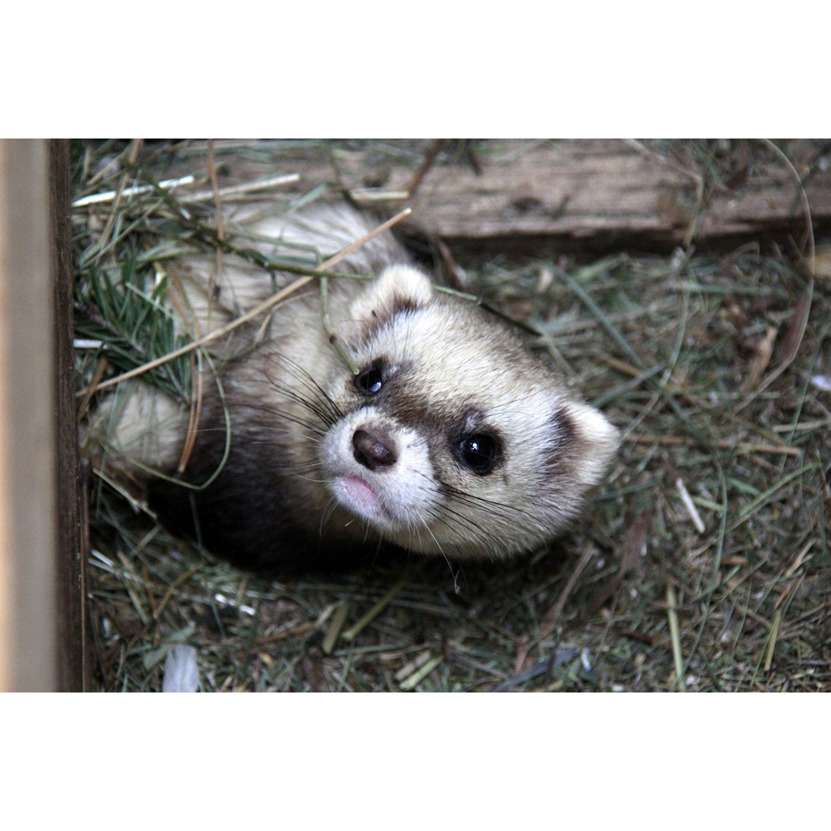 Степной хорёк (Mustela eversmanii) Фото №7