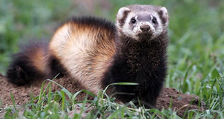 Mustela eversmanii amurensis