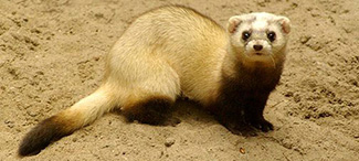 Mustela eversmanii eversmanii