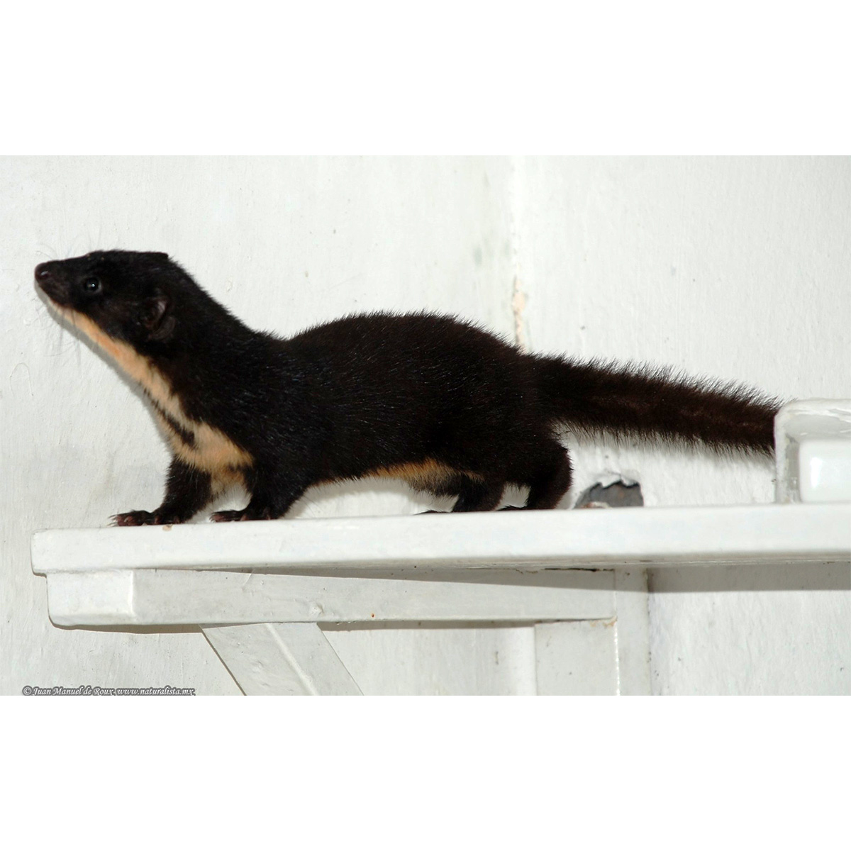 Колумбийская ласка (Mustela felipei) Фото №2