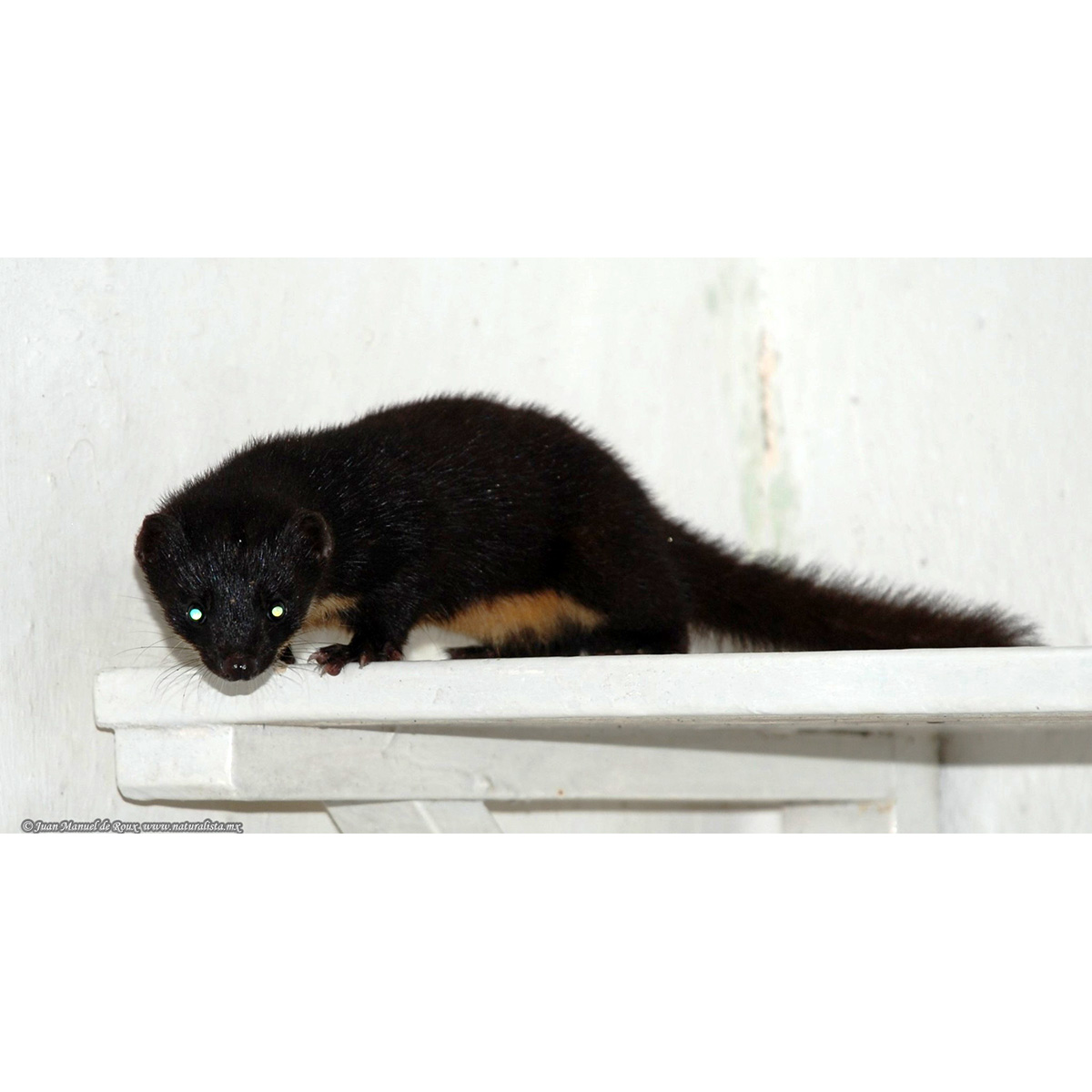 Колумбийская ласка (Mustela felipei) Фото №3