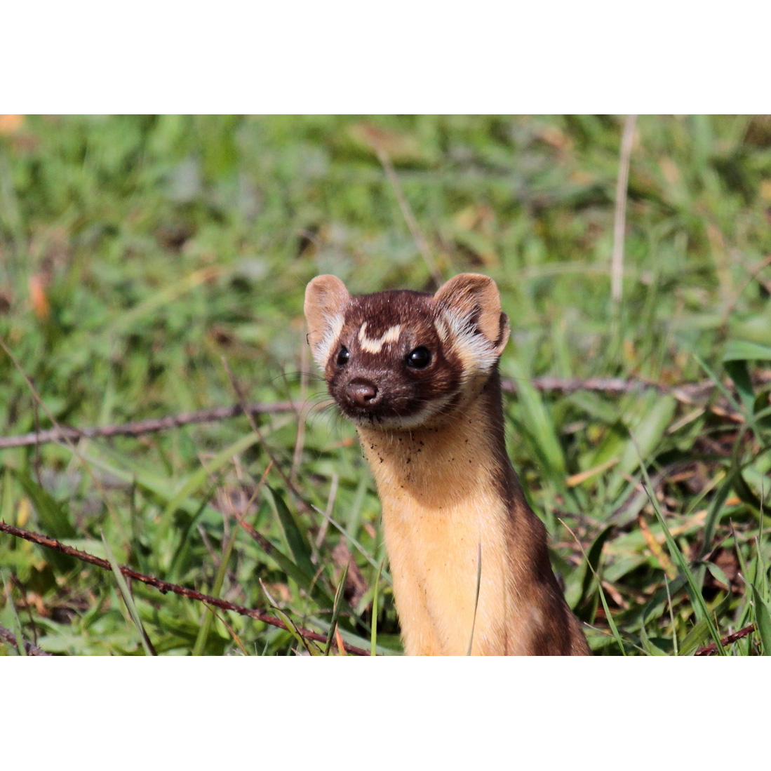 Длиннохвостая ласка (Mustela frenata) Фото №10