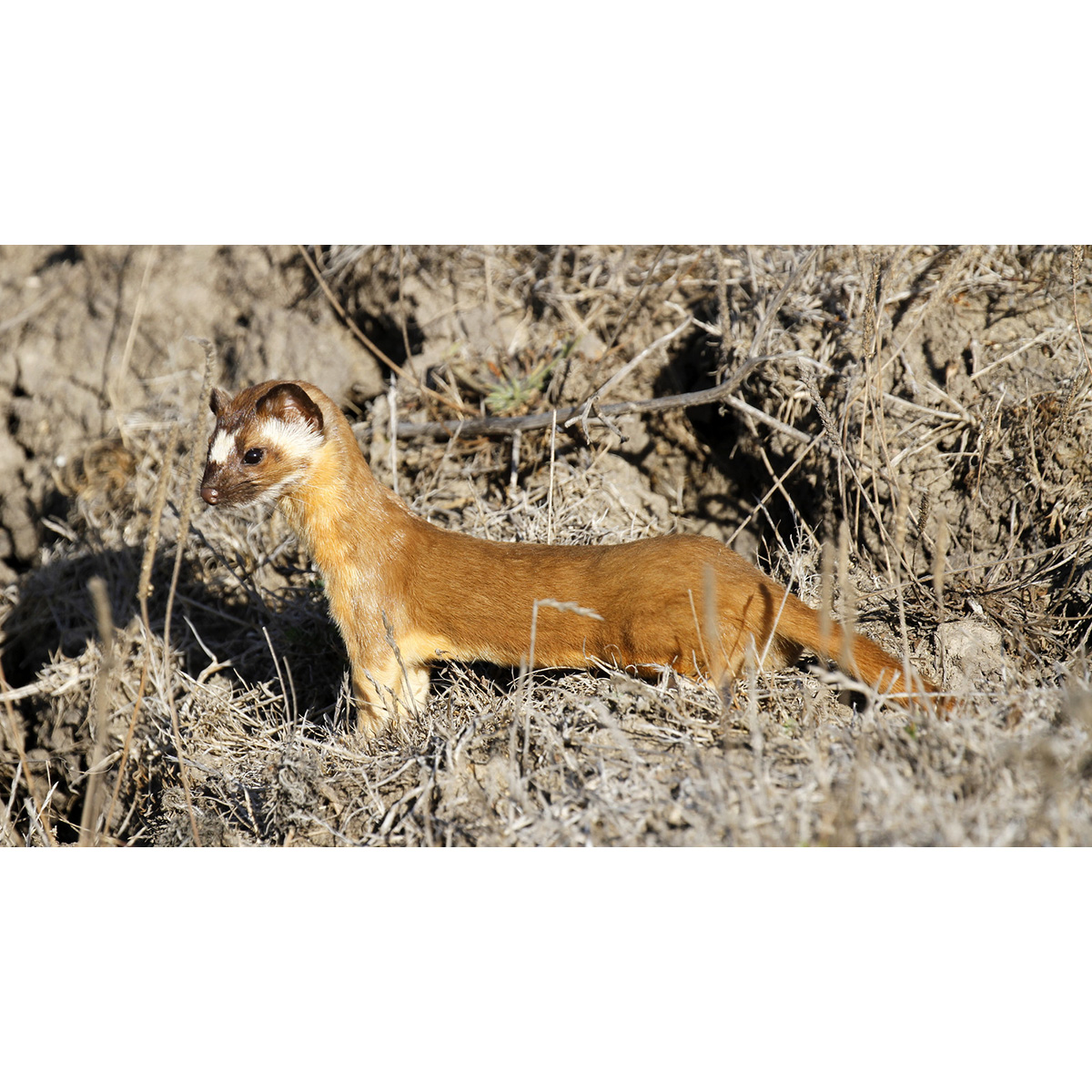 Длиннохвостая ласка (Mustela frenata) Фото №2