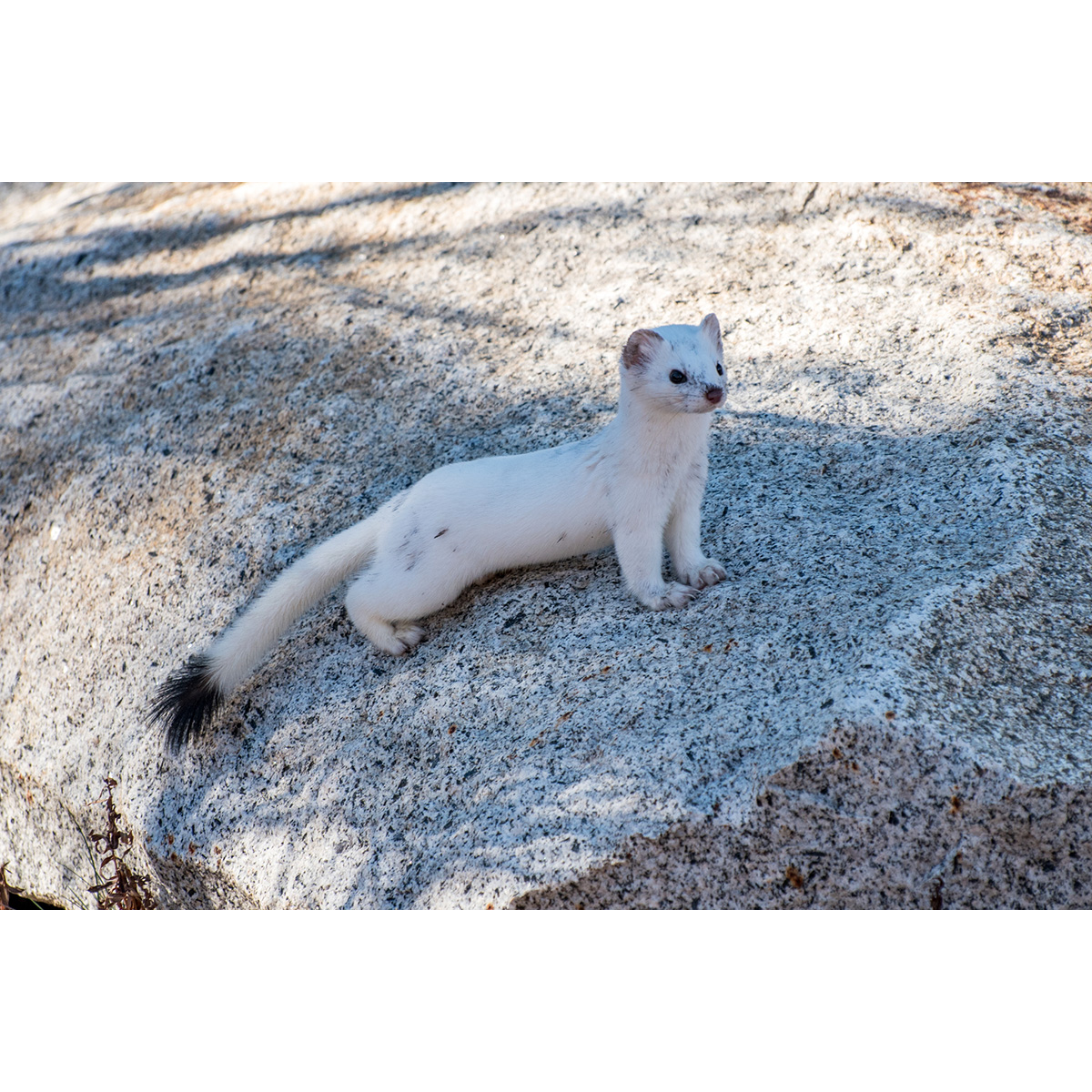 Длиннохвостая ласка (Mustela frenata) Фото №3