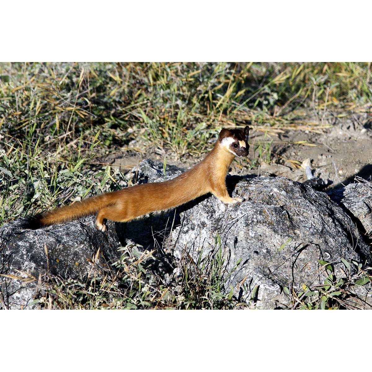 Длиннохвостая ласка (Mustela frenata) Фото №4