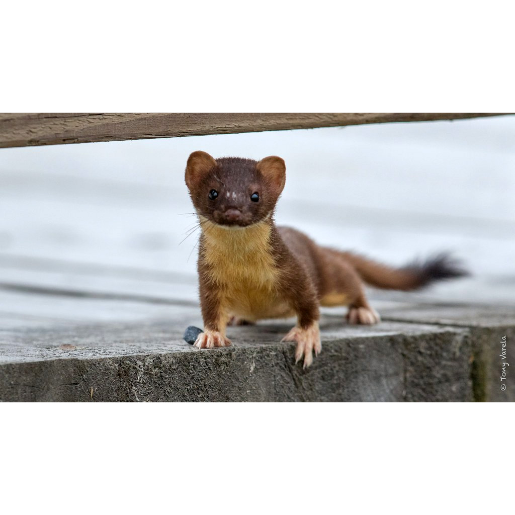 Длиннохвостая ласка (Mustela frenata) Фото №5