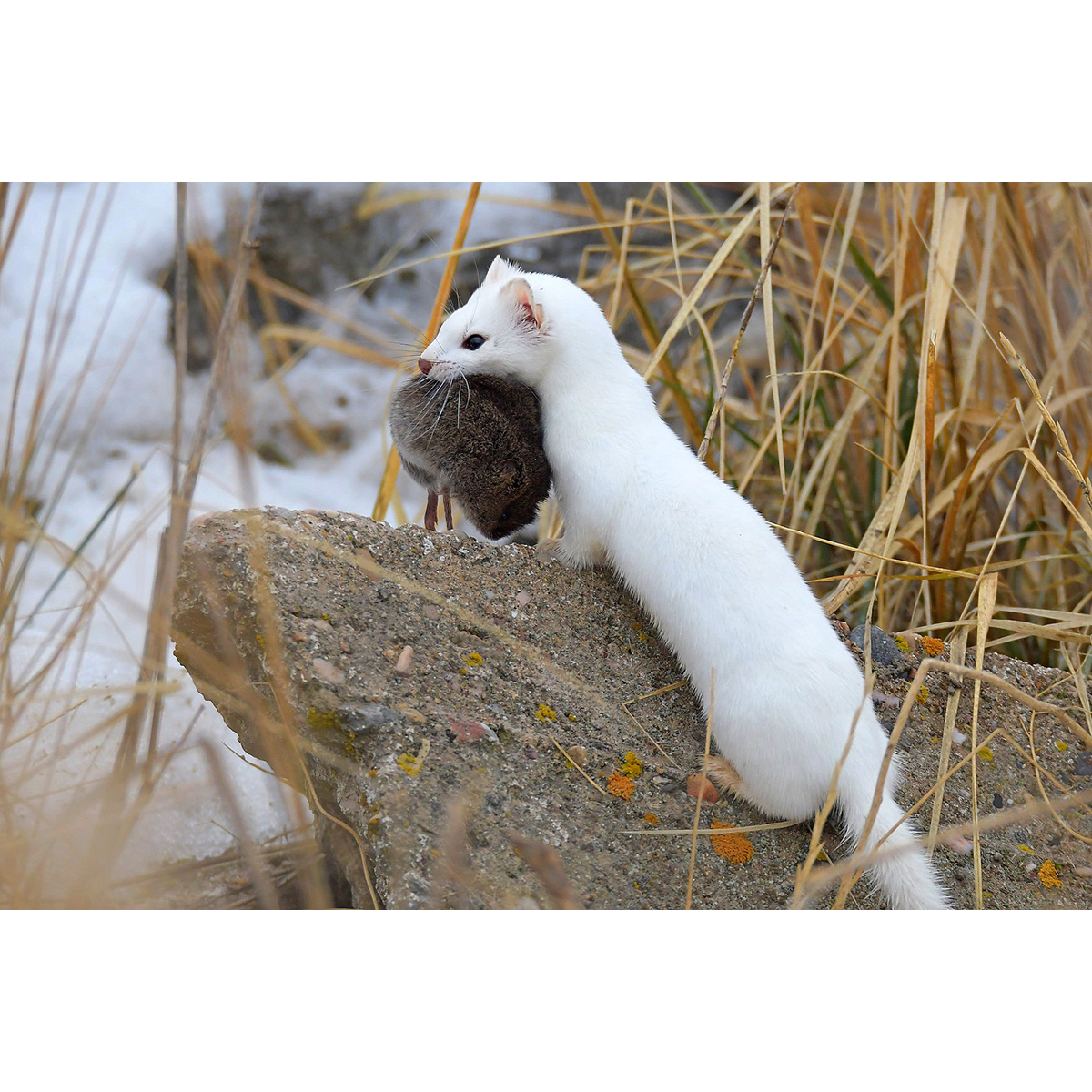 Длиннохвостая ласка (Mustela frenata) Фото №6