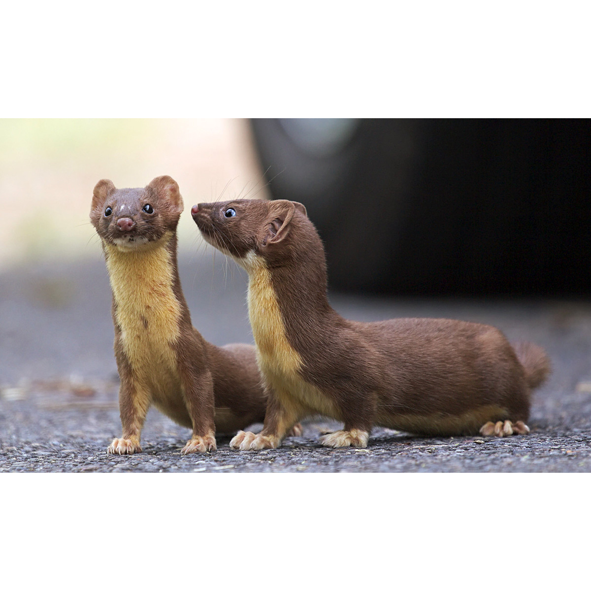 Длиннохвостая ласка (Mustela frenata) Фото №7