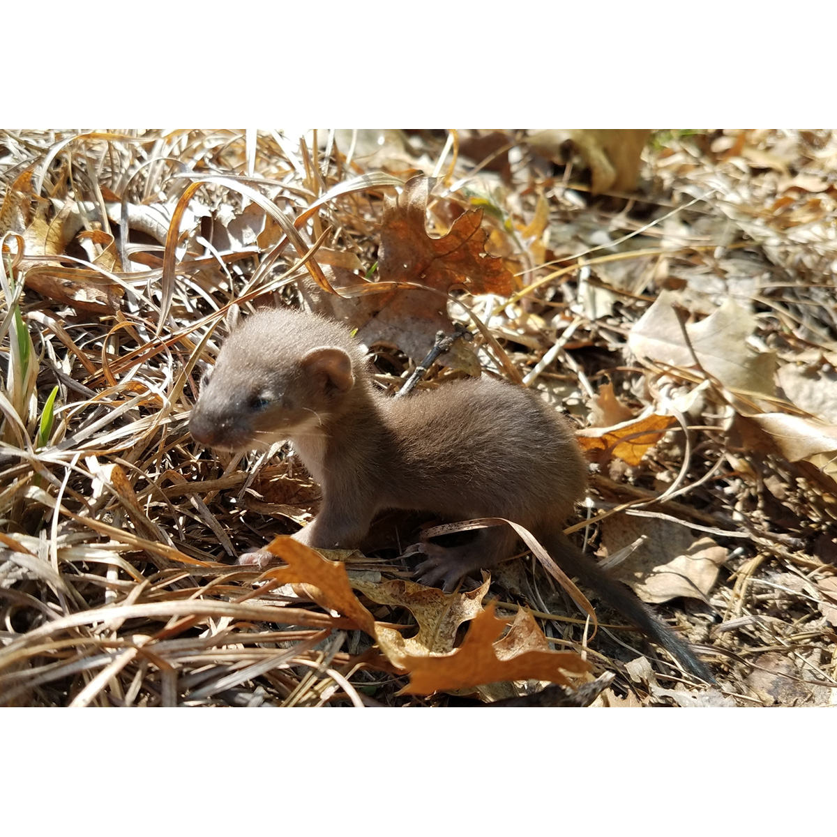 Длиннохвостая ласка (Mustela frenata) Фото №9