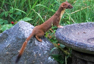 Mustela frenata altifrontalis