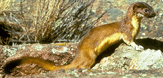 Mustela frenata frenata