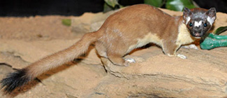 Mustela frenata latirostra