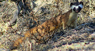 Mustela frenata leucoparia