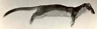 Mustela frenata nevadensis