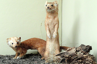 Mustela frenata nigriauris