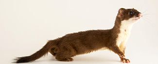 Mustela frenata noveboracensis