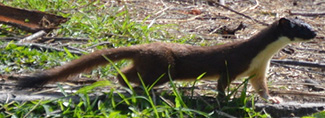 Mustela frenata perotae