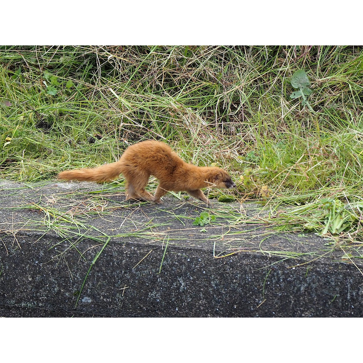 Итатси (Mustela itatsi) Фото №2