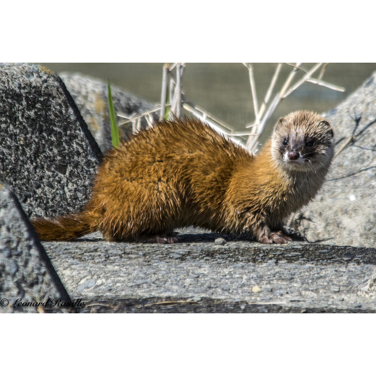 Итатси (Mustela itatsi) Фото №3