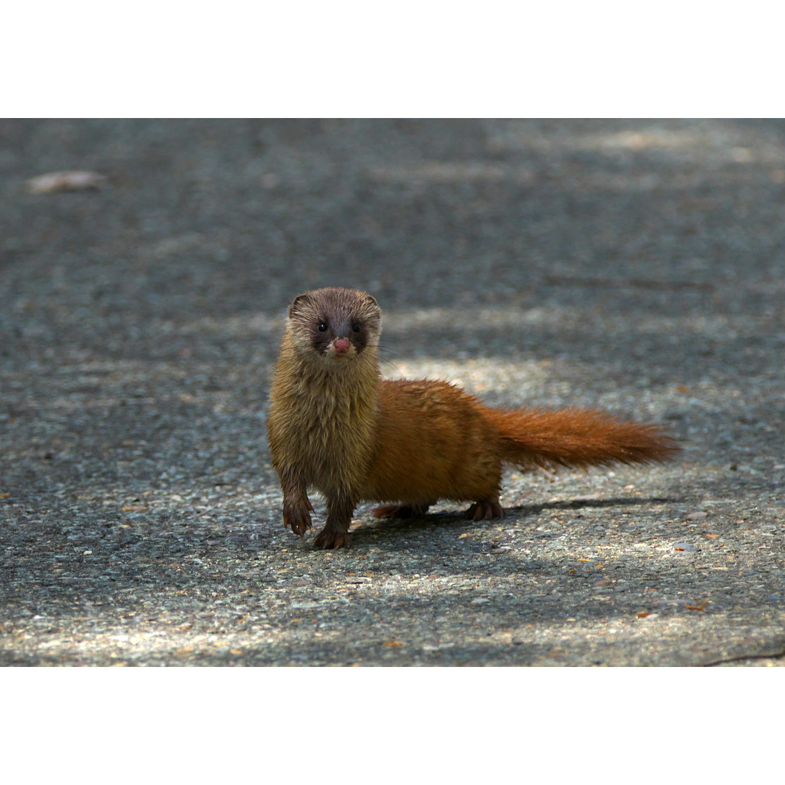 Итатси (Mustela itatsi) Фото №4