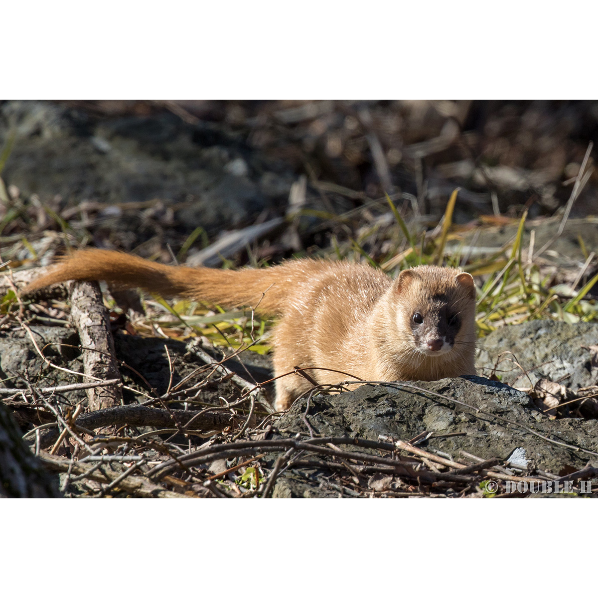 Итатси (Mustela itatsi) Фото №6