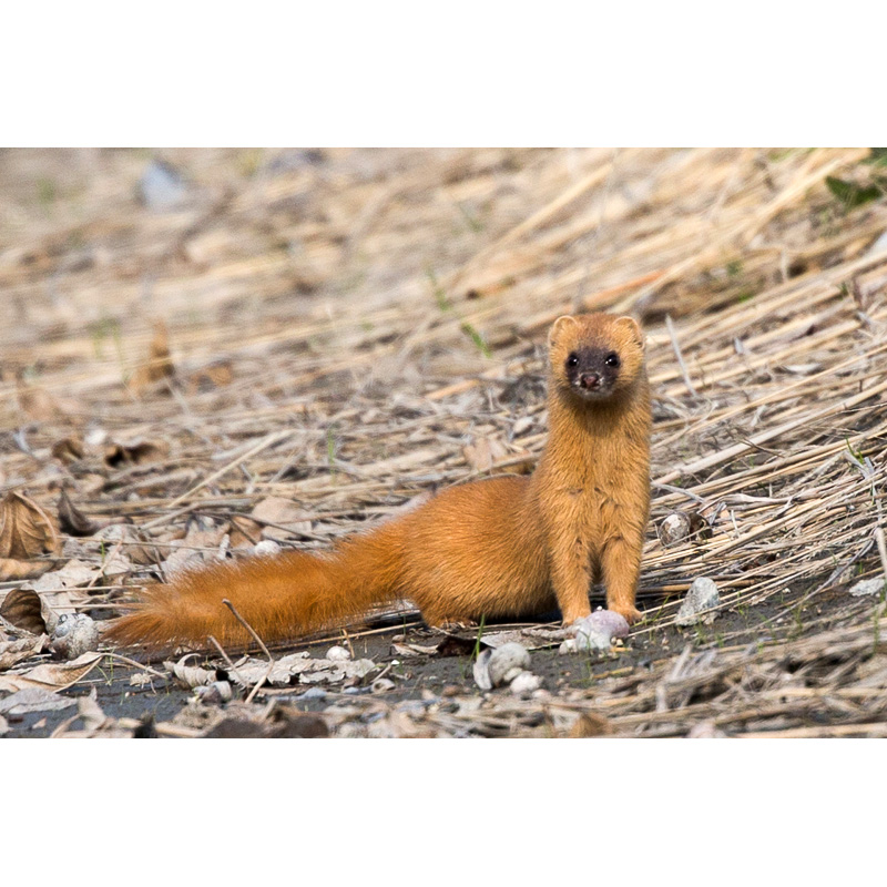 Итатси (Mustela itatsi) Фото №7