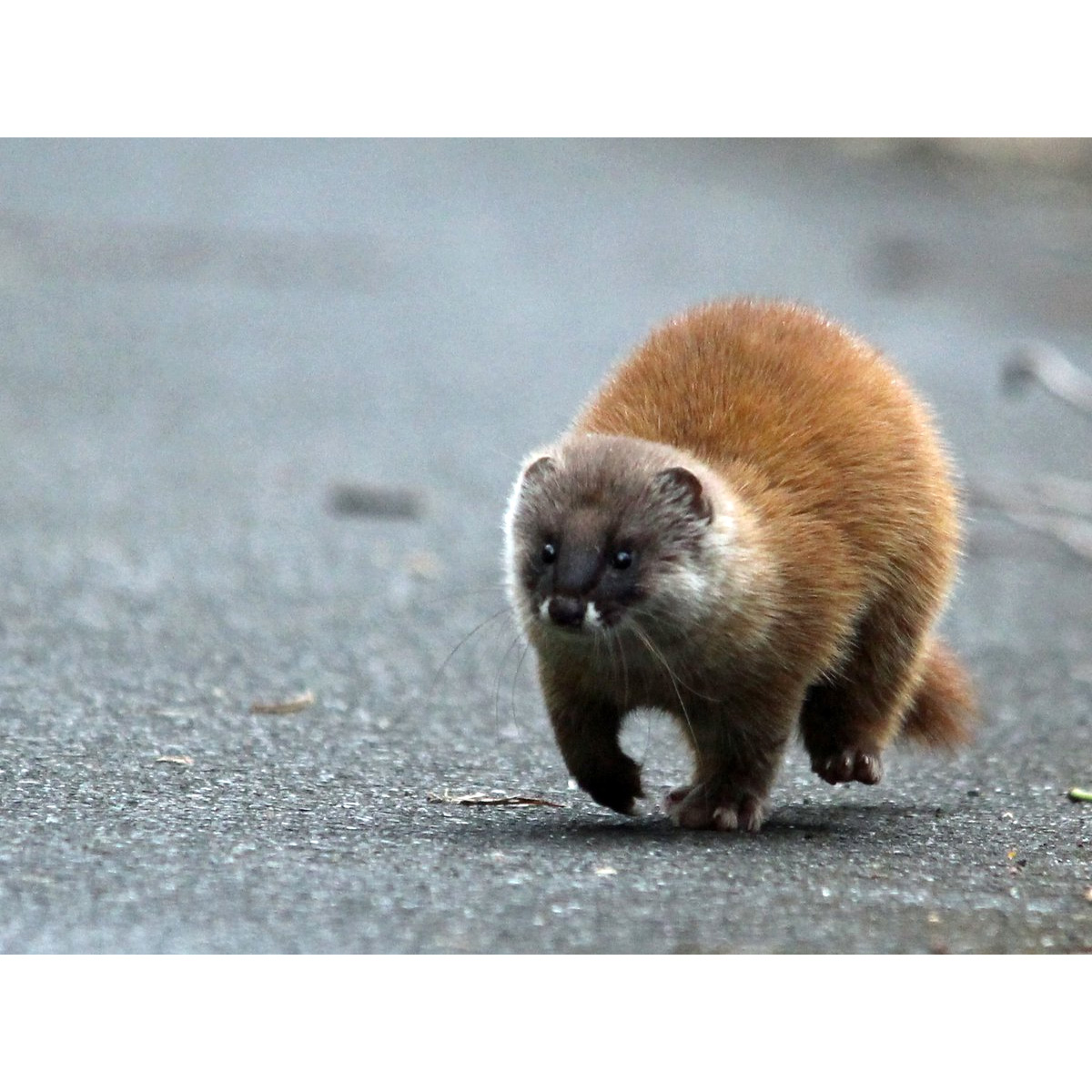 Итатси (Mustela itatsi) Фото №8