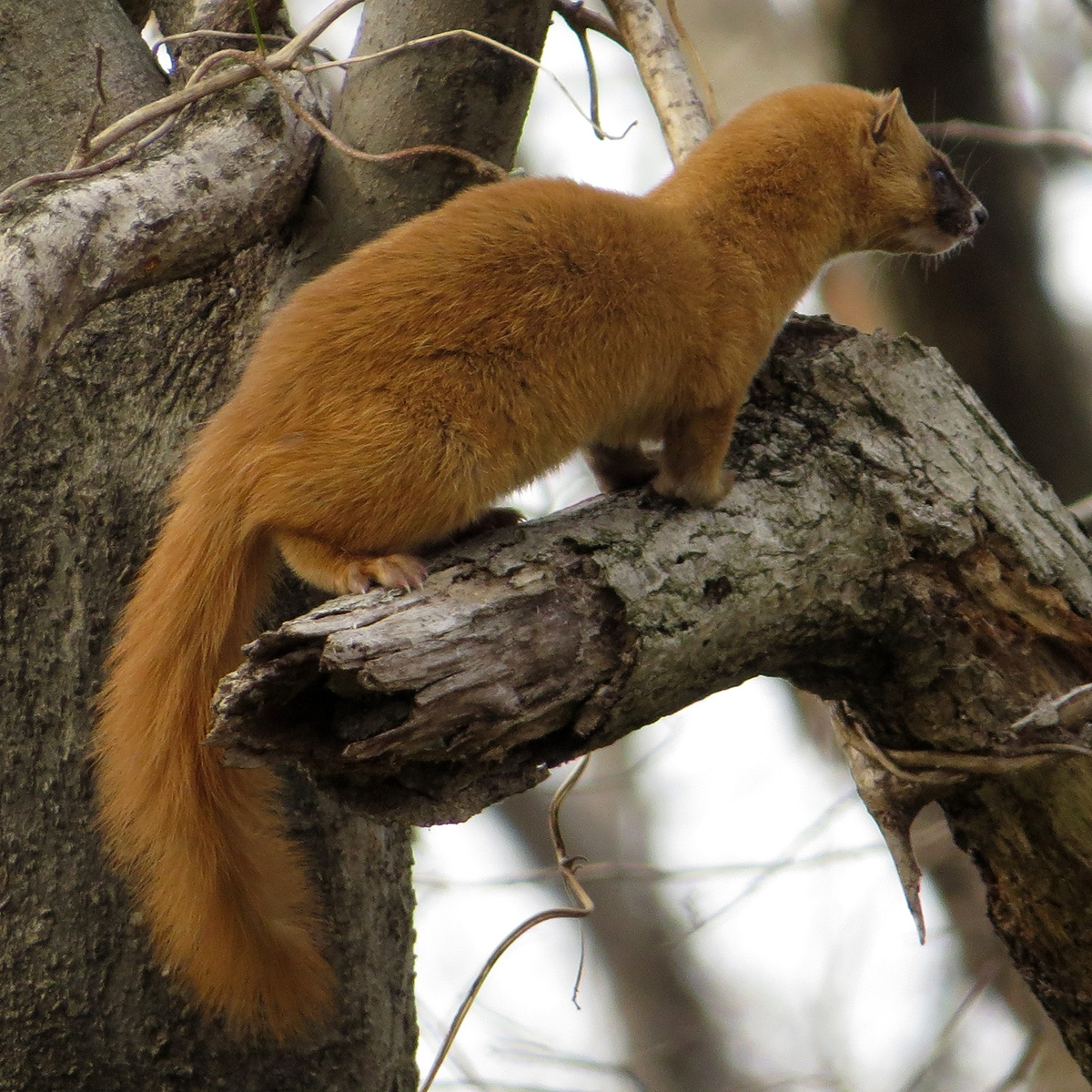 Итатси (Mustela itatsi) Фото №9