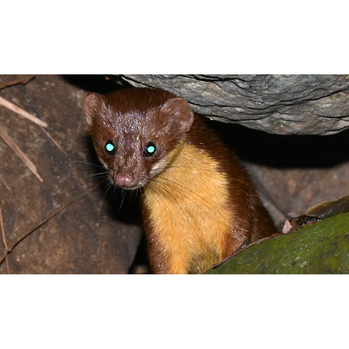 Желтобрюхая ласка (Mustela kathiah) Фото №10