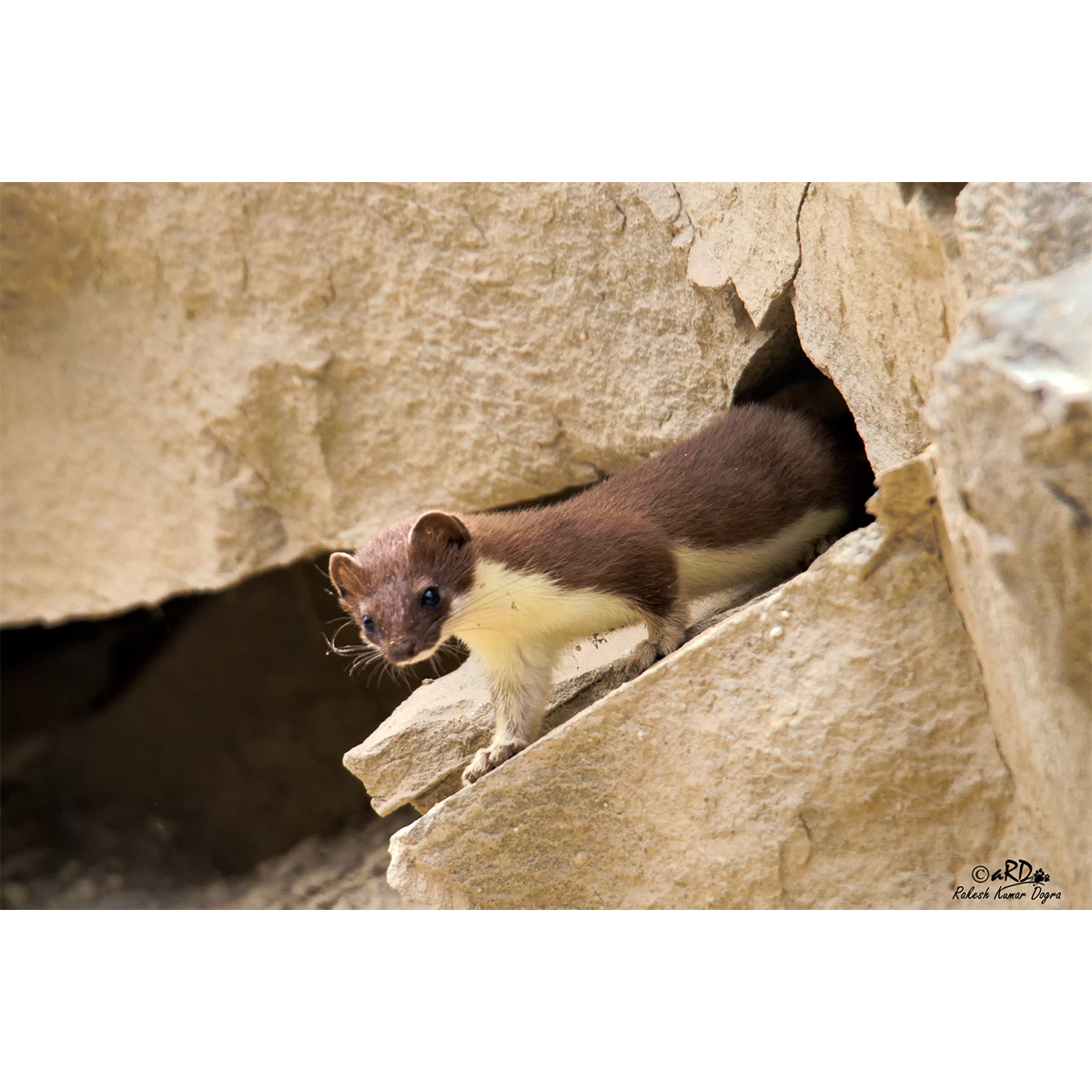 Желтобрюхая ласка (Mustela kathiah) Фото №2