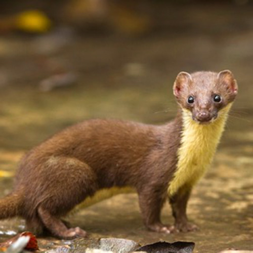 Желтобрюхая ласка (Mustela kathiah) Фото №4