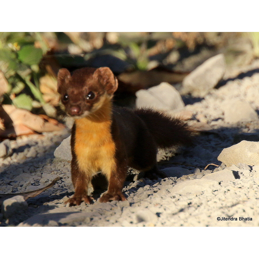 Желтобрюхая ласка (Mustela kathiah) Фото №6