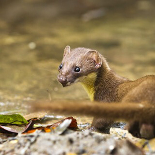 Желтобрюхая ласка (Mustela kathiah) Фото №7