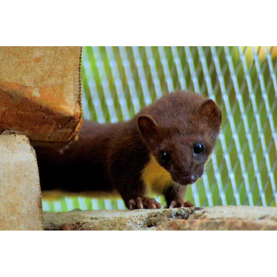 Желтобрюхая ласка (Mustela kathiah) Фото №9