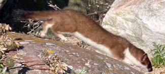 Mustela kathiah caporiaccoi