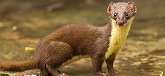 Mustela kathiah kathiah