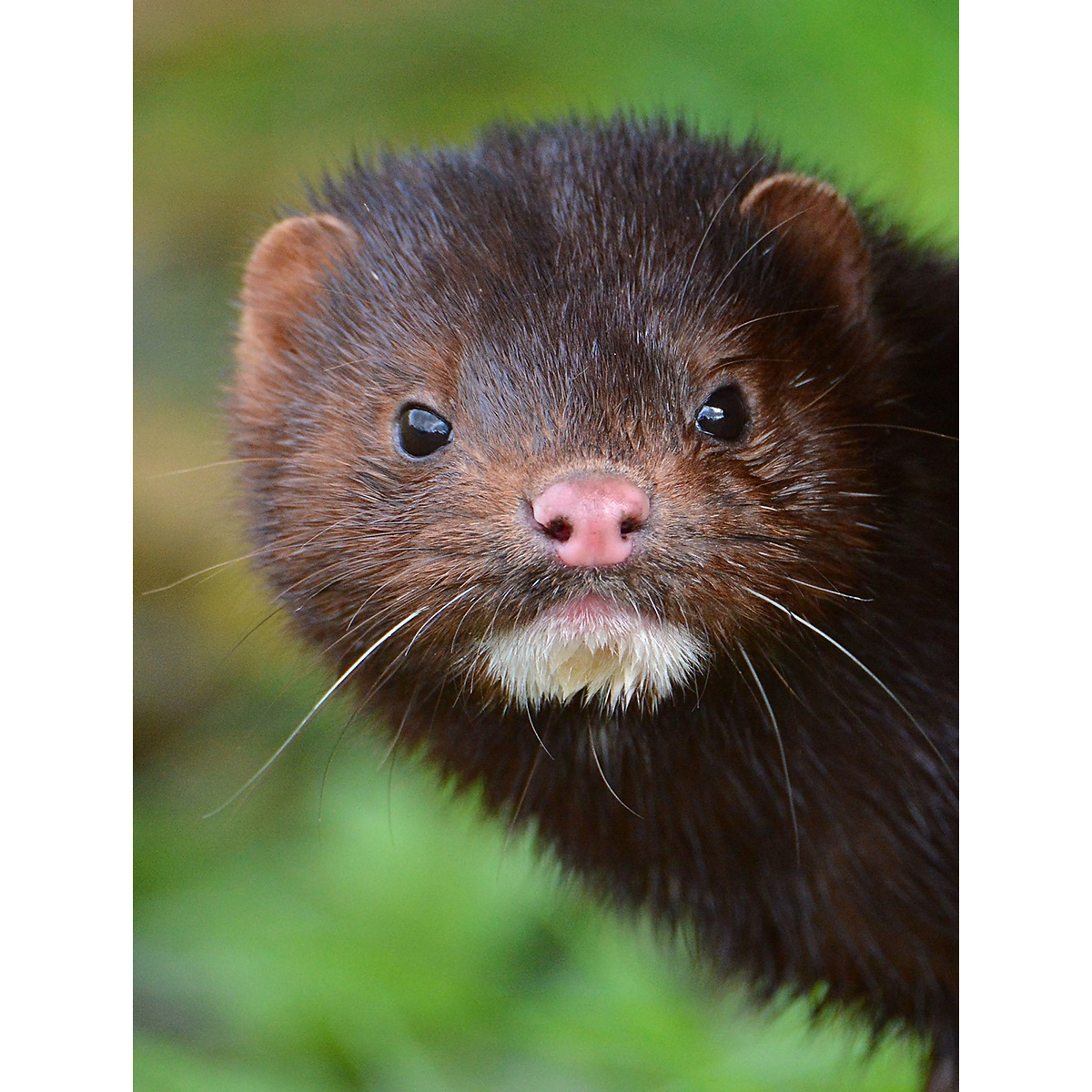 Европейская норка (Mustela lutreola) Фото №10