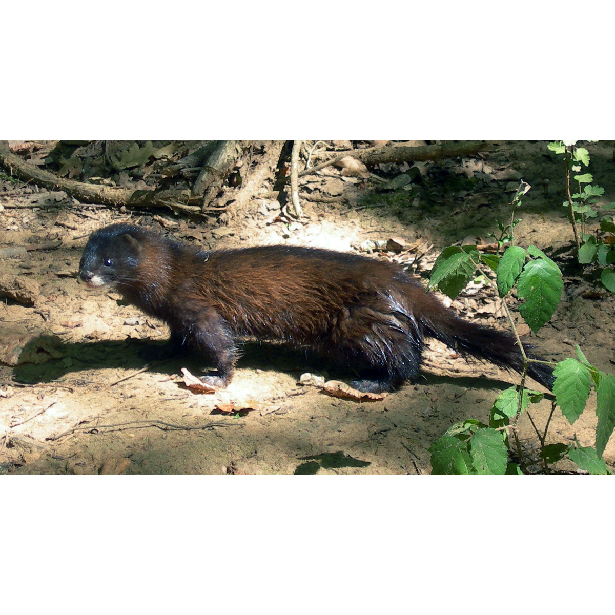 Европейская норка (Mustela lutreola) Фото №2