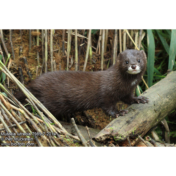Европейская норка (Mustela lutreola) Фото №3