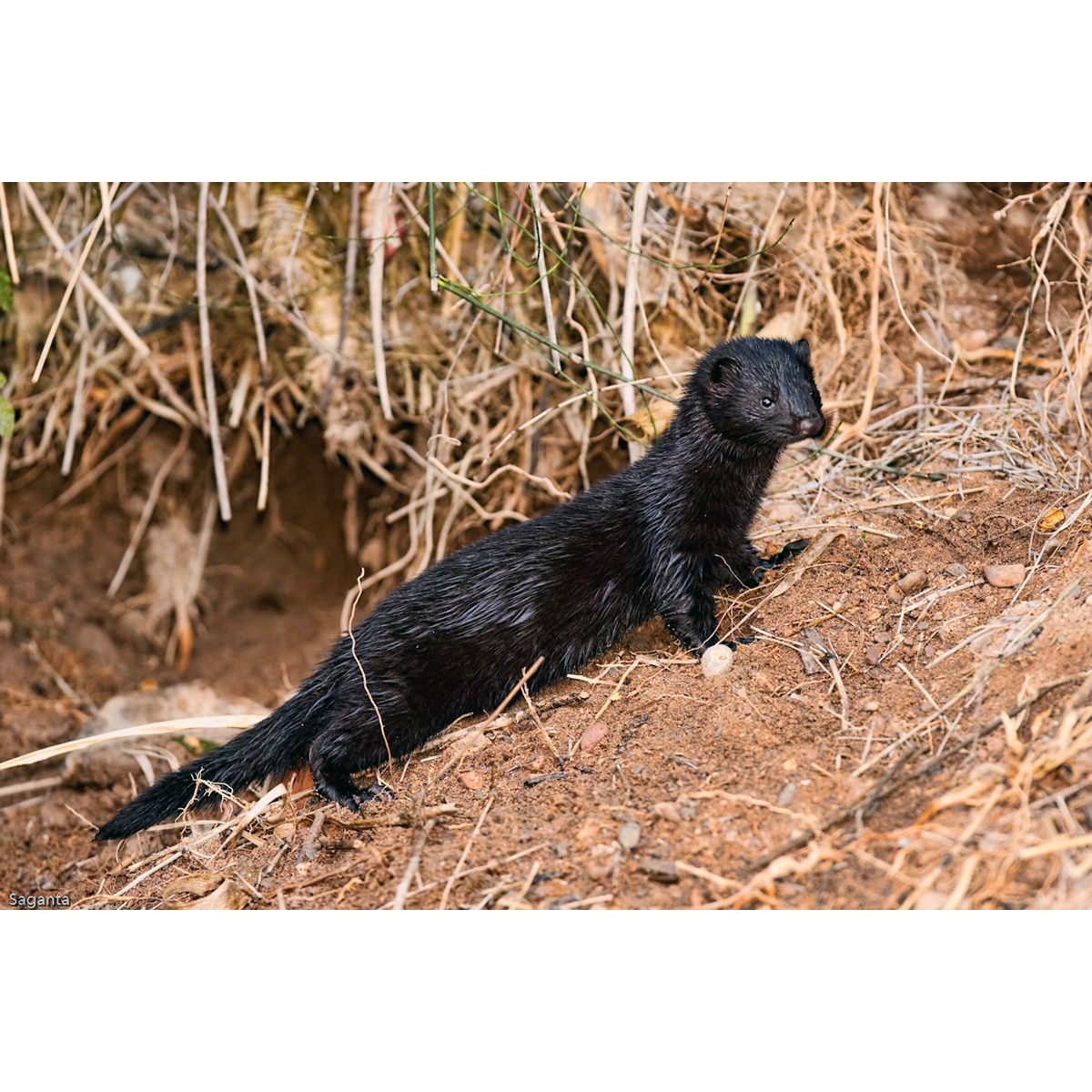 Европейская норка (Mustela lutreola) Фото №4
