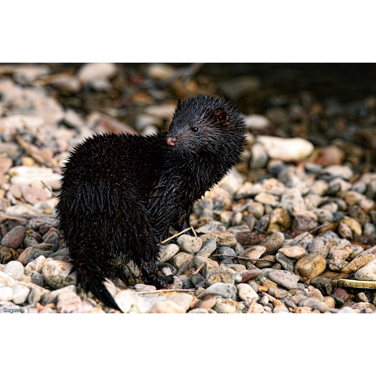 Европейская норка (Mustela lutreola) Фото №5