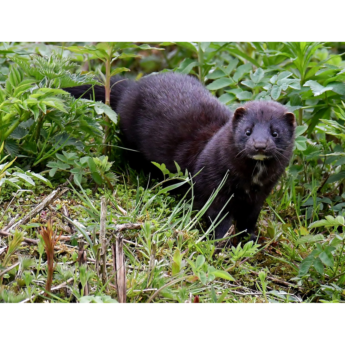 Европейская норка (Mustela lutreola) Фото №6