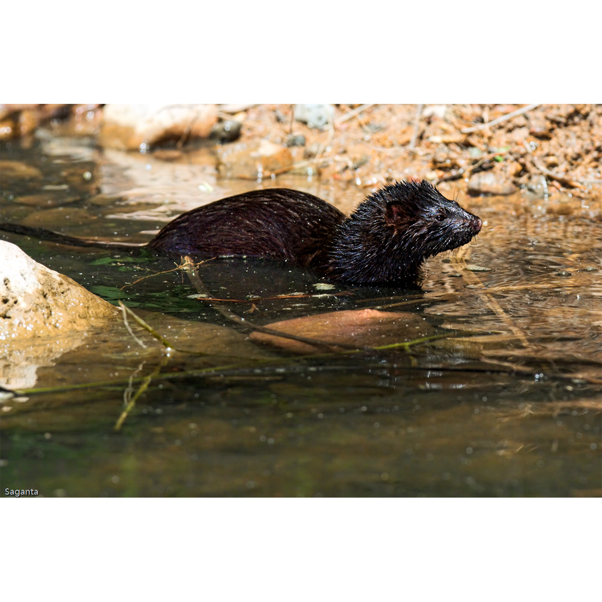 Европейская норка (Mustela lutreola) Фото №7