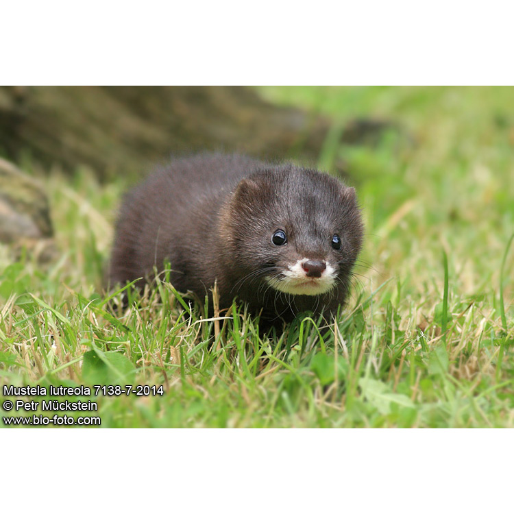 Европейская норка (Mustela lutreola) Фото №9