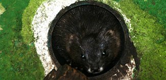 Mustela lutreola biedermanni