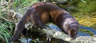 Mustela lutreola lutreola