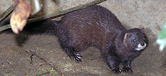Mustela lutreola novikovi