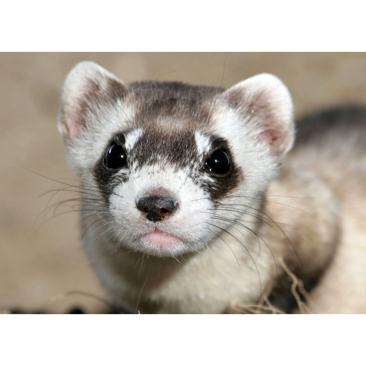 Американский хорёк (Mustela nigripes) Фото №10