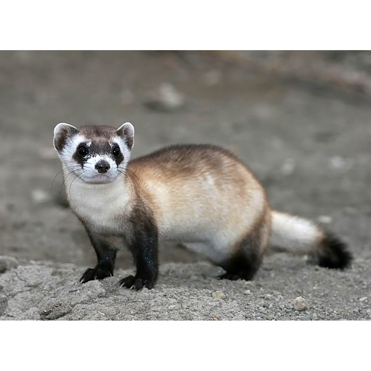 Американский хорёк (Mustela nigripes) Фото №2