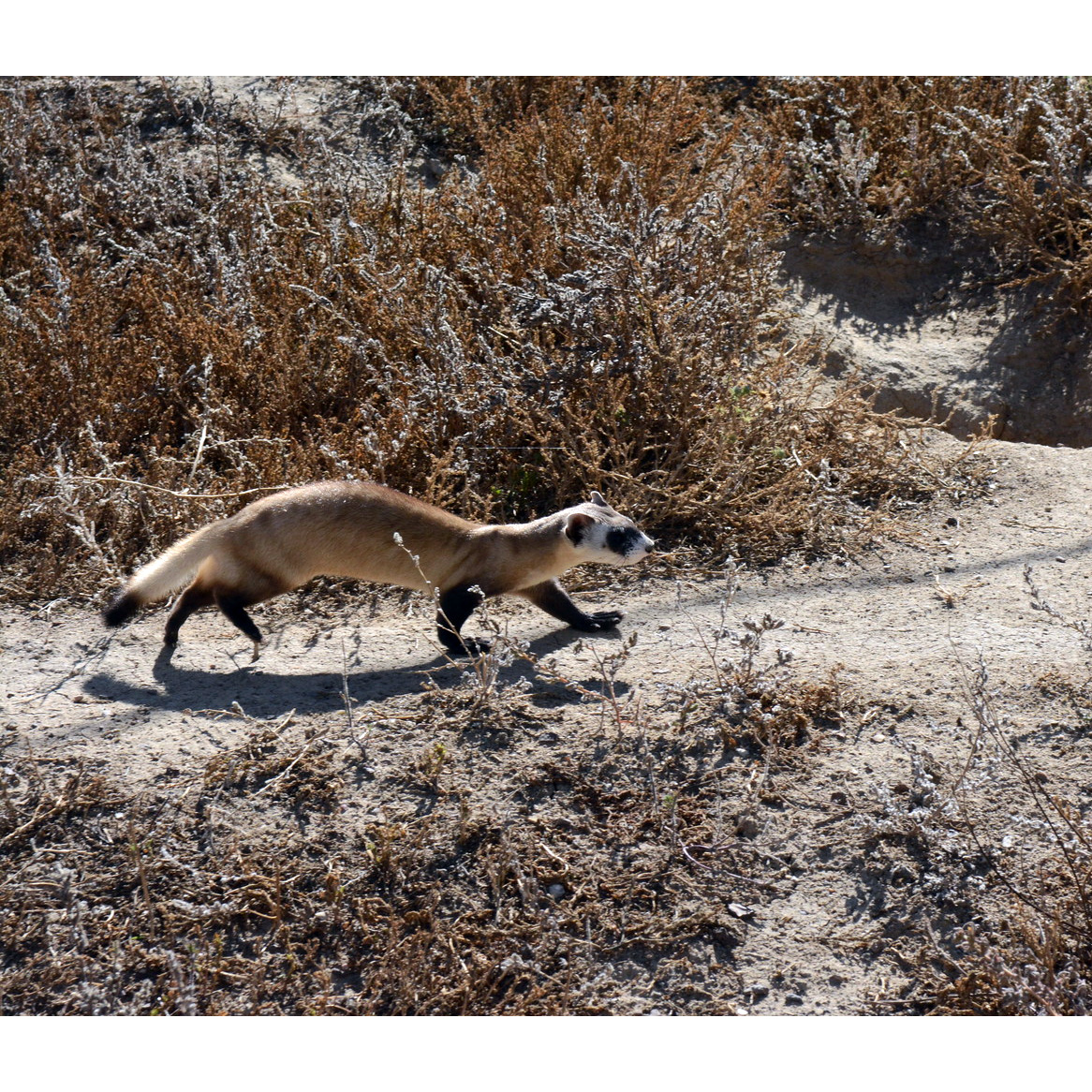 Американский хорёк (Mustela nigripes) Фото №3